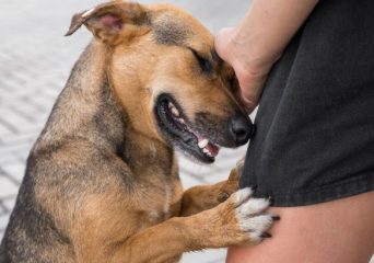 Dog Bite Claims